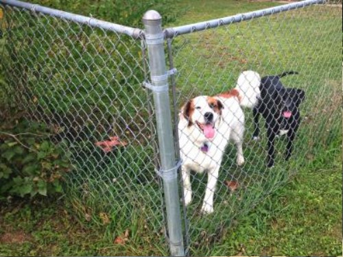 An example of Dog Kennels & Fencing we installed in NY