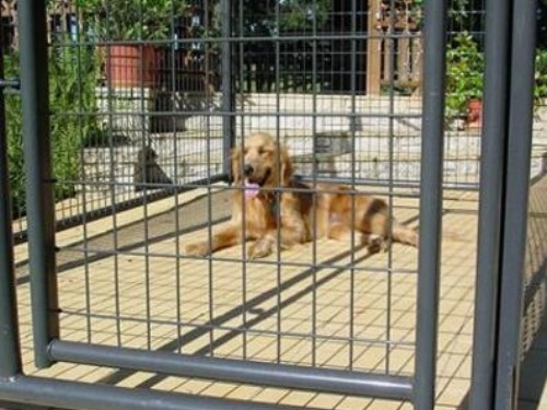 An example of Dog Kennels & Fencing we installed in NY