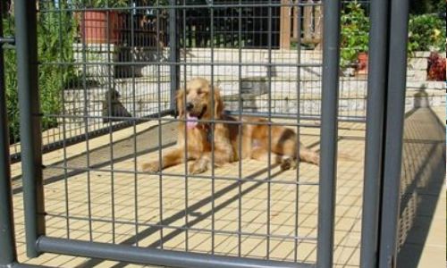 residential dog kennels and fence