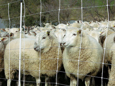 Sheep and Goat Net NSPCG